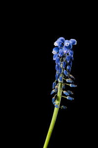 Close-up of blue flower against black background