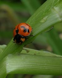 Close-up of ladybug on plant