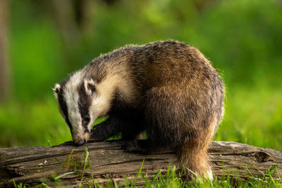 View of an animal on wood