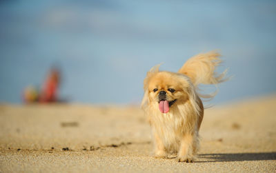 Dog on the beach