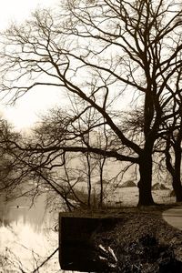 Bare trees against sky