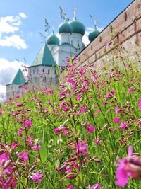 Close-up of pink flowering plant against building