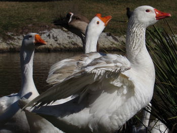 Close-up of birds on land