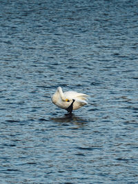 Duck swimming in sea