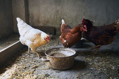 Hens in barn