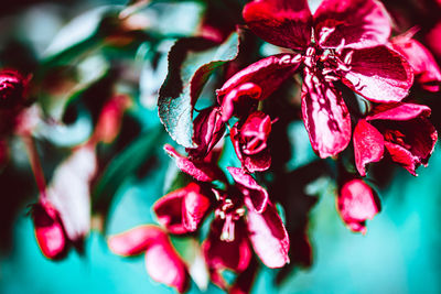 Close-up of red flowering plant