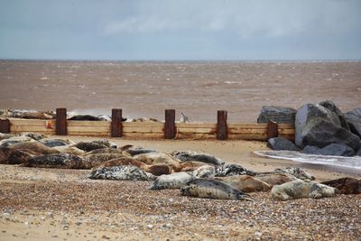 Seals basking on a norfolk beach