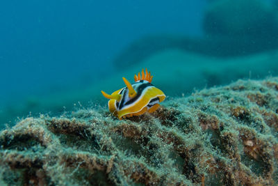 Fish swimming in sea