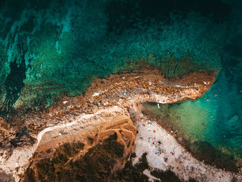 High angle view of turtle in sea