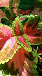 Close-up of fresh green plant