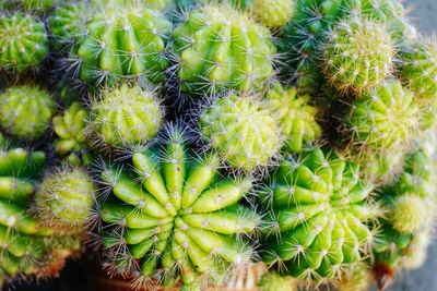 Close-up of prickly pear cactus