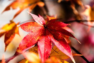 Close-up of maple leaves