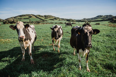 Cows standing on field against sky