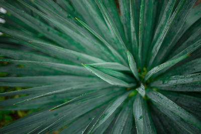 Full frame shot of green leaves