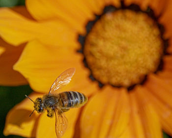 Close-up of bee pollinating on flower