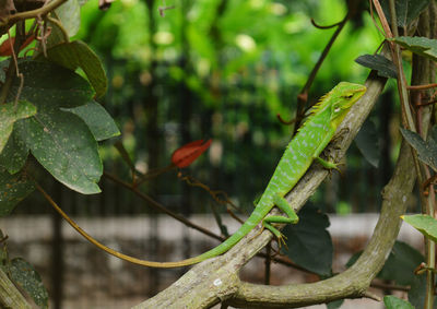 Close-up of insect on plant