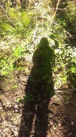 Shadow of tree on field during sunny day