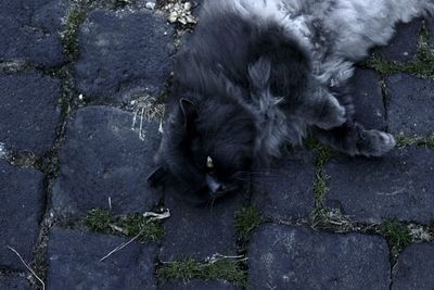 Close-up of a cat