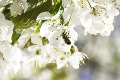 Close-up of white flowers