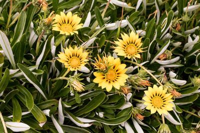 High angle view of yellow flowering plants