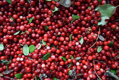 Full frame shot of cherries