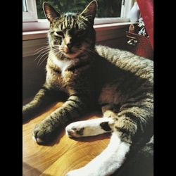 domestic cat