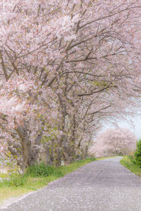 View of flower trees