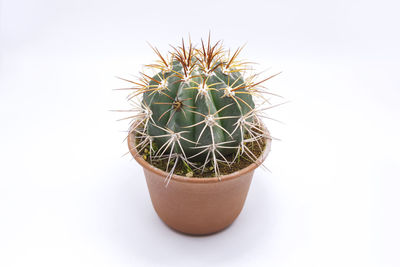 Close-up of potted cactus plant against white background
