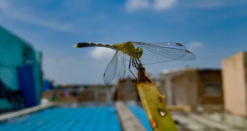 Close-up of insect on plant by swimming pool against sky