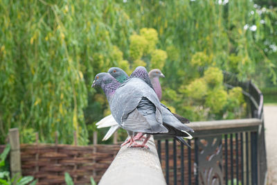 Low angle view of bird perching on railing against trees