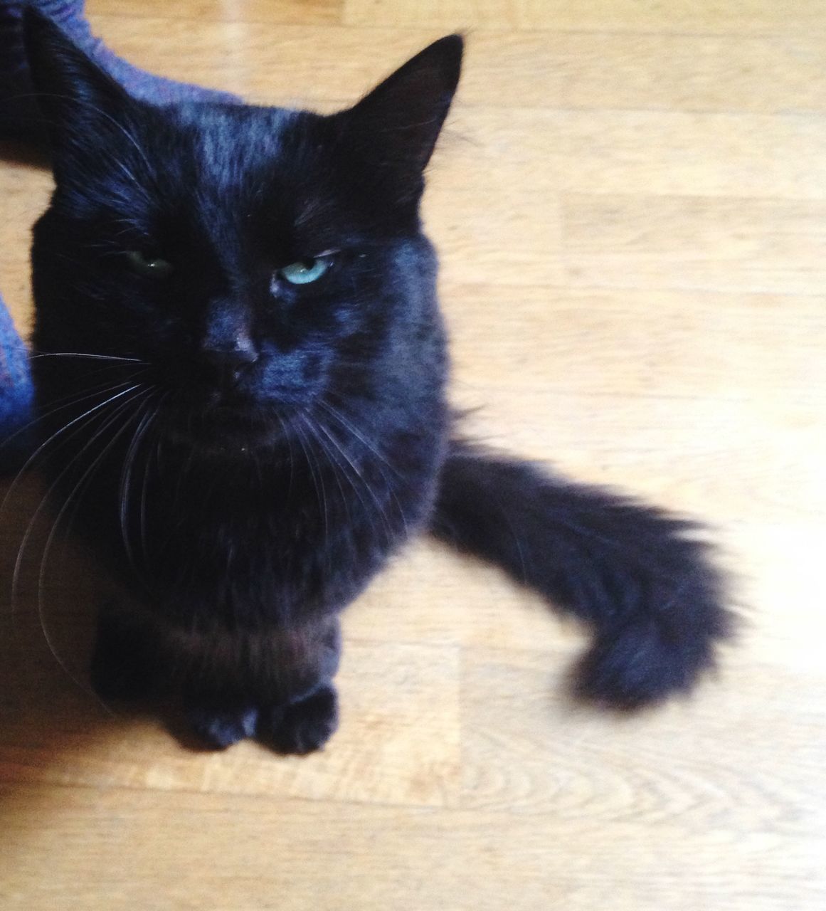 domestic cat, indoors, pets, domestic animals, cat, one animal, animal themes, feline, mammal, whisker, relaxation, home interior, black color, close-up, hardwood floor, high angle view, flooring, table, no people, looking at camera