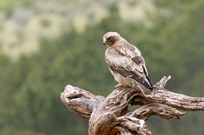 Bird perching on a tree