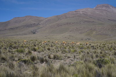 Scenic view of desert against blue sky