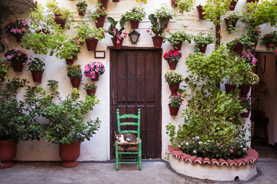 Cute hairy cat lying on green chair on terrace near door of residential building and green potted plants in town