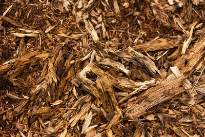 Full frame shot of dried plant on field