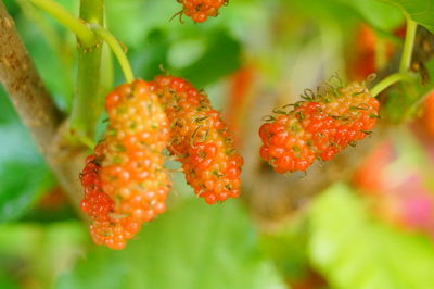 Close-up of red berries growing on plant