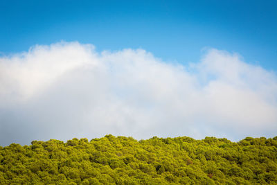 Low angle view of trees against sky