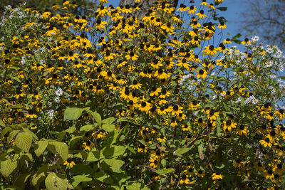 Close-up of yellow flowers blooming in field