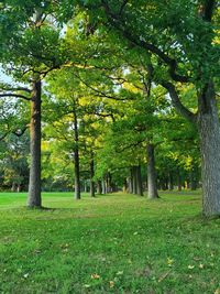 Trees in park