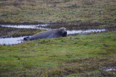 View of horse on field