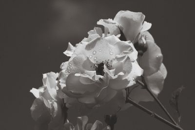 Close-up of rose flower