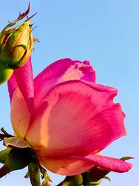 Low angle view of pink hibiscus blooming against sky