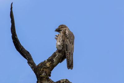 Low angle view of monkey on tree against clear blue sky