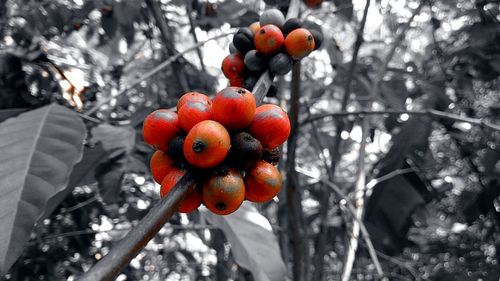 Low angle view of red berries on tree