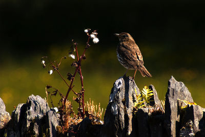 Rear view of thrush perching on rock