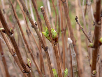 Close-up of plant growing on field