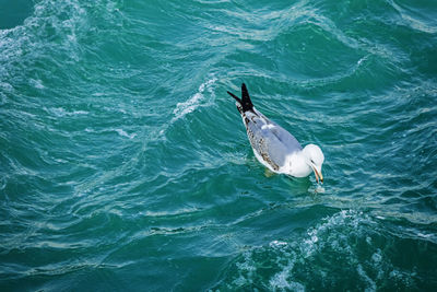 High angle view of seagull in sea