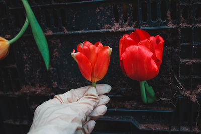 Close-up of hand holding red tulip