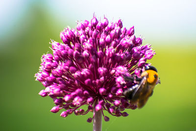 Close-up of honey bee on thistle