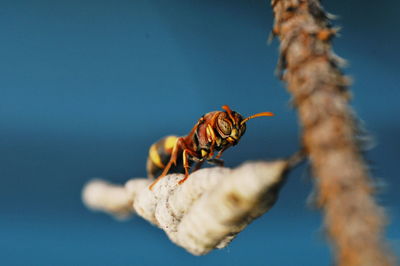 Close-up of bee on leaf against blue sky